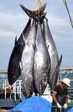 「クロマグロの国際交渉再開　日本、大型魚の漁獲枠拡大目指す」の画像1
