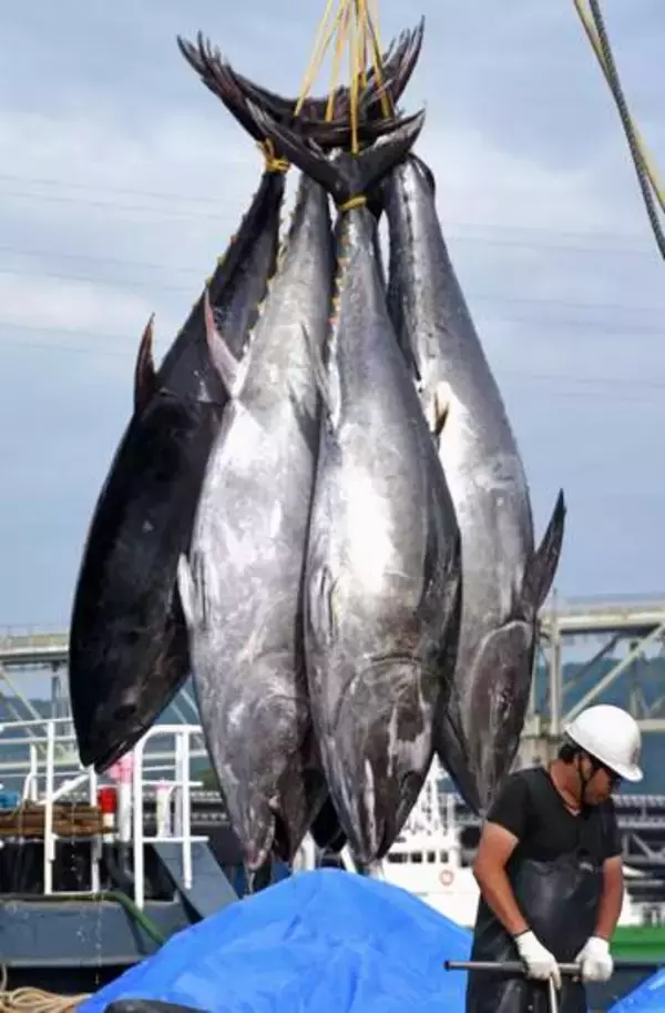 クロマグロの国際交渉再開　日本、大型魚の漁獲枠拡大目指す