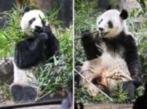 双子パンダ、上野動物園を出発　中国へ返還、国内ゼロに