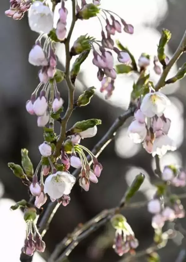 札幌、函館で桜開花　過去2番目の早さ
