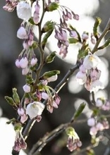 札幌、函館で桜開花　過去2番目の早さ