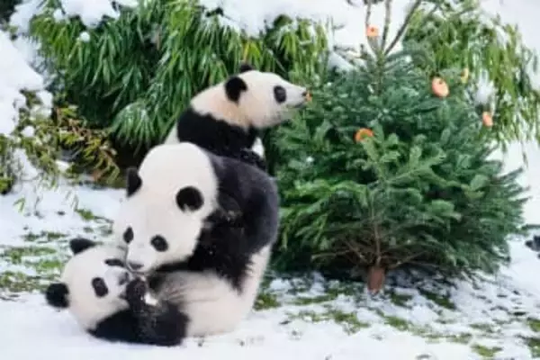 中国、ドイツと「パンダ協定」　ミュンヘンに2頭