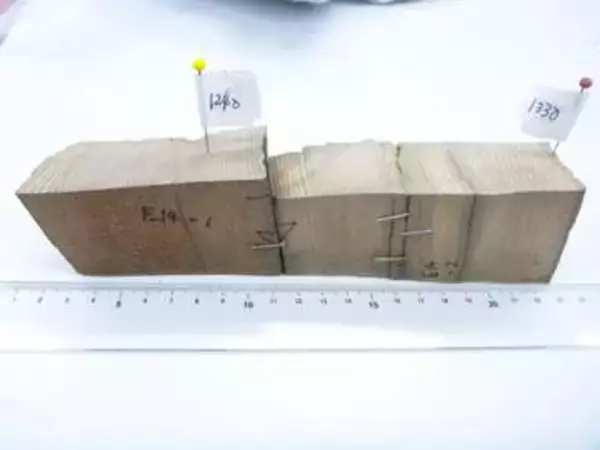 鎌倉時代に大量の放射線が発生　太陽フレア、青森の埋没樹木分析