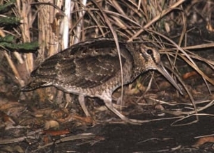 奄美の希少2種、保護目標を達成　環境省事業で全国初