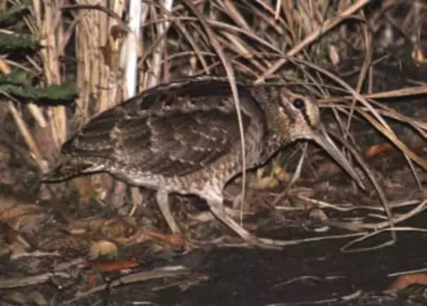 奄美の希少2種、保護目標を達成　環境省事業で全国初