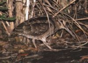 奄美の希少2種、保護目標を達成　環境省事業で全国初