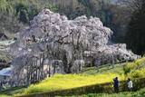 「福島の「三春滝桜」満開で見頃　薄紅の花、国の天然記念物」の画像1