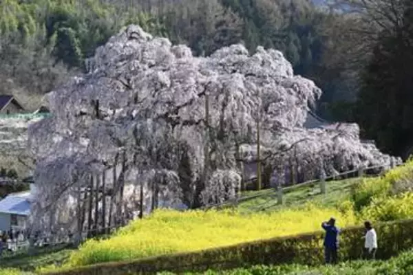 福島の「三春滝桜」満開で見頃　薄紅の花、国の天然記念物