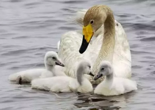 ラピダス近隣開発で撤回要望書　苫小牧市に野鳥の会