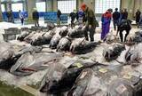 「生クロマグロ初水揚げ　鳥取・境港」の画像1