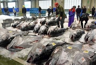 生クロマグロ初水揚げ　鳥取・境港