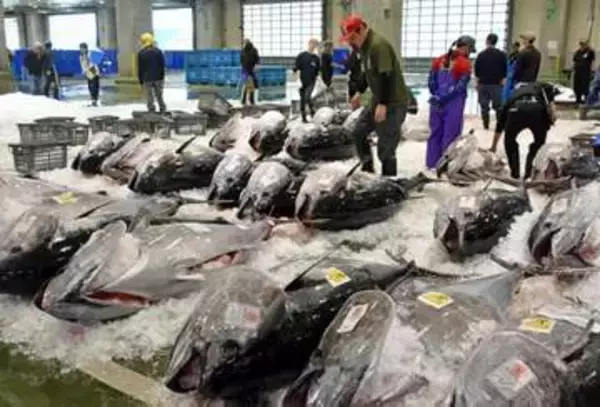 生クロマグロ初水揚げ　鳥取・境港