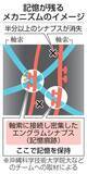 「記憶の維持は特定シナプスで　「人工冬眠」マウスで実験」の画像1