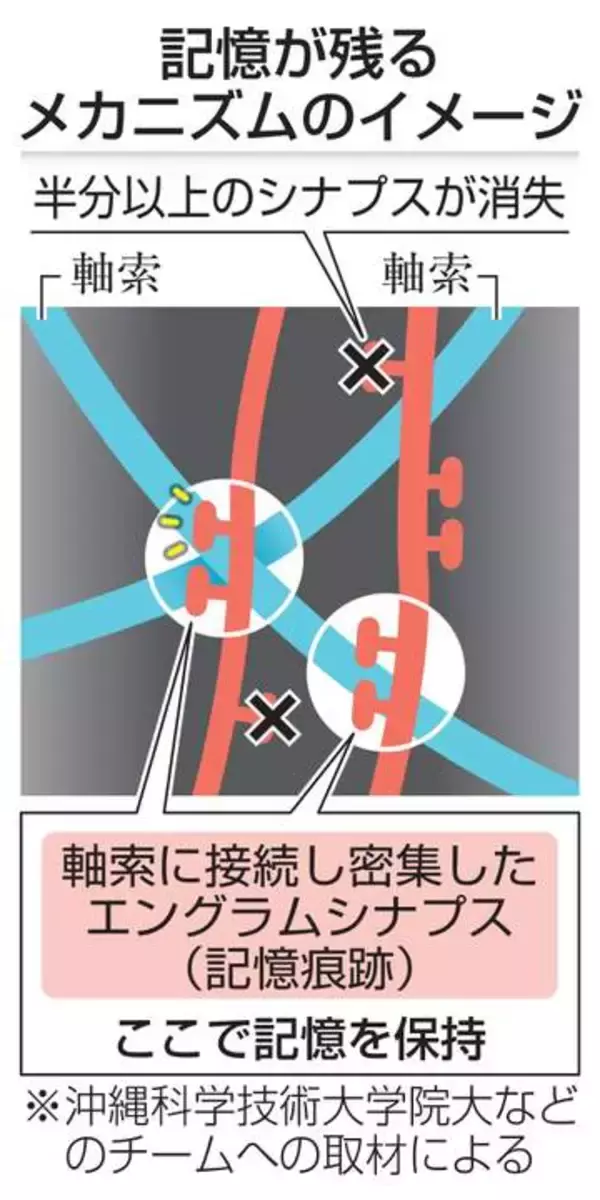 記憶の維持は特定シナプスで　「人工冬眠」マウスで実験