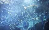 「水族館、1万匹超マイワシ仲間に　福岡「マリンワールド海の中道」」の画像1