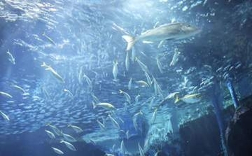 水族館、1万匹超マイワシ仲間に　福岡「マリンワールド海の中道」