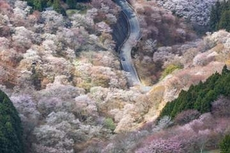 奈良・吉野山のサクラ、害虫から守れ　クビアカツヤカミキリへの対策急務