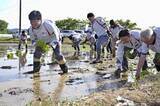 「アイリス、コメ栽培に参入　農家支援や安定供給を狙い」の画像1