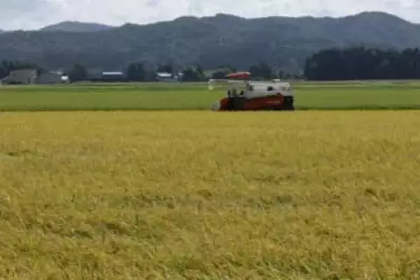 25年産米、67万トン超増加　10月時点と変わらず