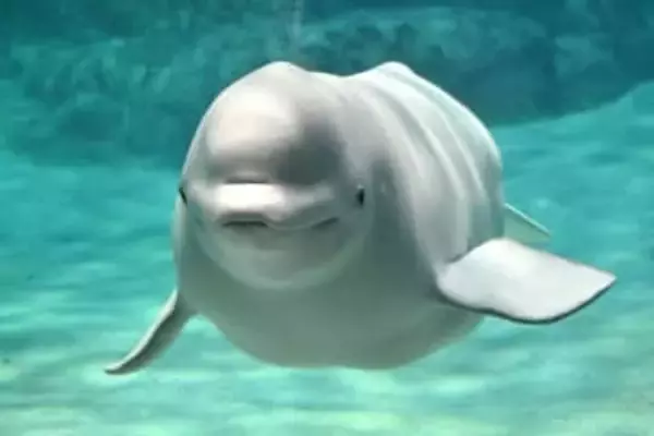 ベルーガ妊娠、名古屋　初の2世代水族館生まれへ