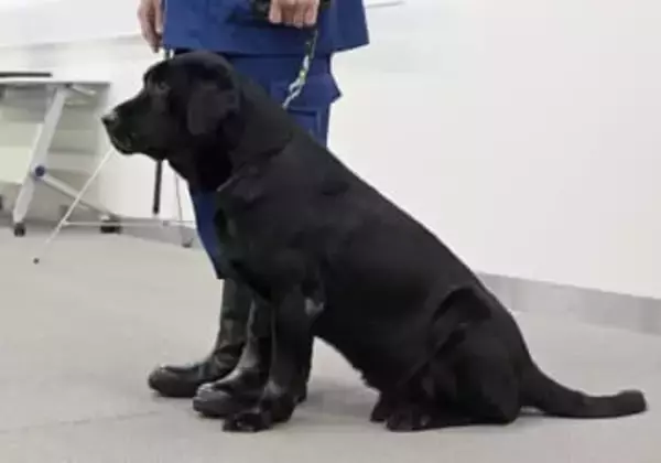 警察犬「のんびりして」と退官式　警視庁、功績たたえ初公開