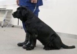 警察犬「のんびりして」と退官式　警視庁、功績たたえ初公開