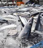 「サンマ総漁獲枠5％減で合意　2026年、日本は1割減を提案」の画像1