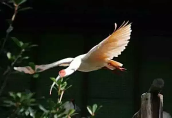 国内初人工ふ化のトキ死ぬ　環境省発表、26歳雄の優優