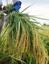 コメ価格、先安観強まる　新米収穫増で指数大幅下落