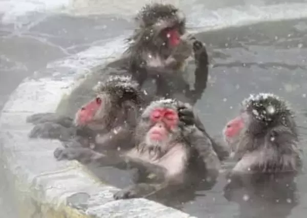 サルもほっこり露天風呂　粉雪舞う函館、熱帯植物園