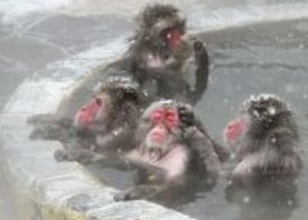 サルもほっこり露天風呂　粉雪舞う函館、熱帯植物園