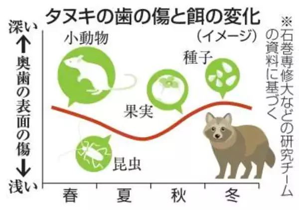 歯の傷からタヌキの餌判定　古代イヌの食性解明に期待