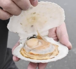 日本産水産物の対中輸出再開　ホタテ出荷、青森ナマコも