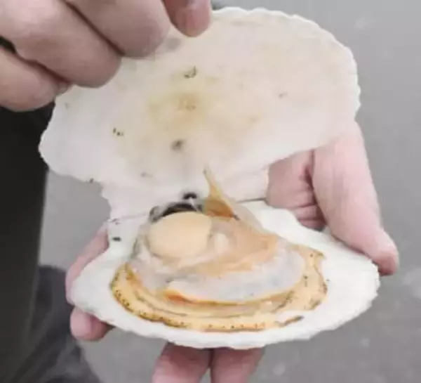 日本産水産物の対中輸出再開　ホタテ出荷、青森ナマコも