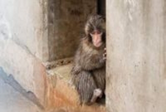 「パンチ」のサル山、男が侵入か　威力業務妨害容疑で聴取
