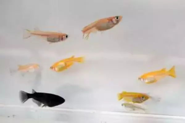 観賞メダカは「瀬戸内由来」？　大規模ゲノム解析、広島大