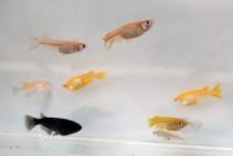 観賞メダカは「瀬戸内由来」？　大規模ゲノム解析、広島大