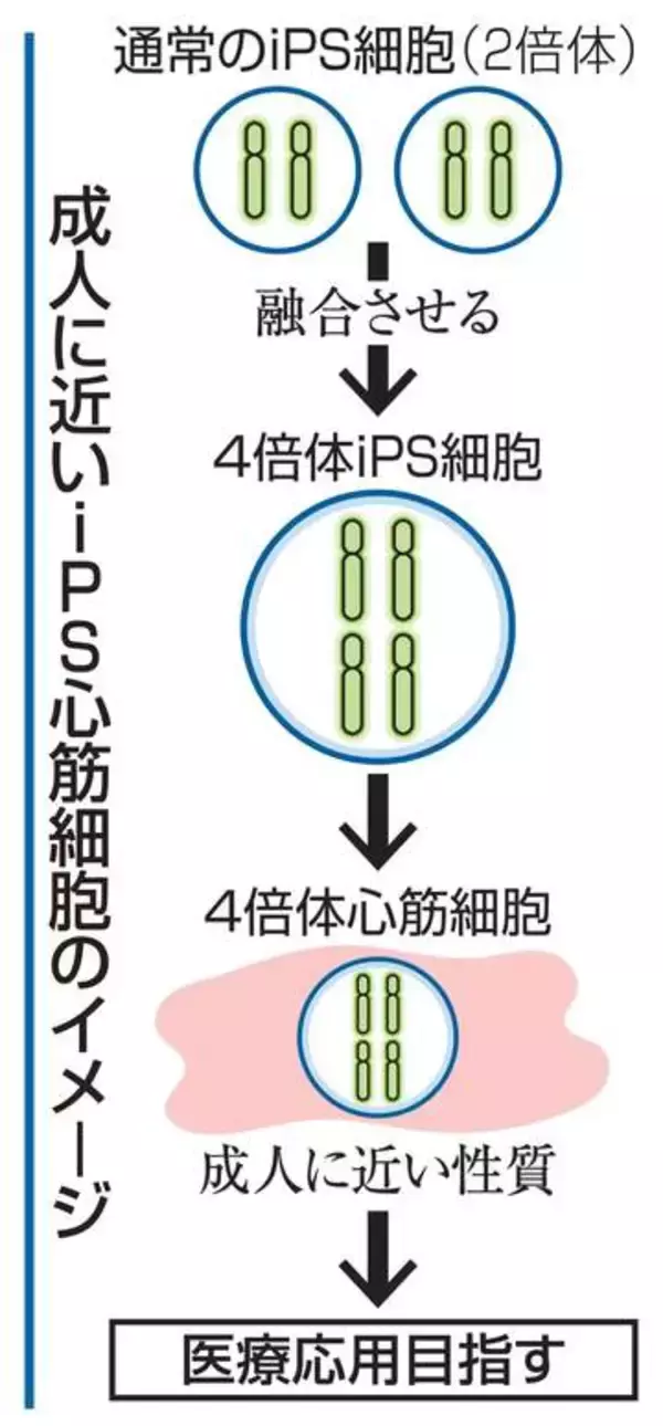 成人に近いiPS心筋細胞作製　心不全治療へ応用目指す