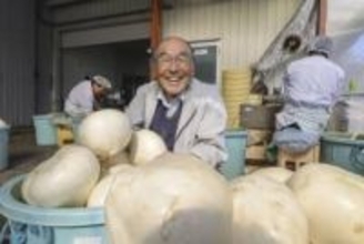 「弘岡カブ」収穫開始　希少な高知の伝統野菜