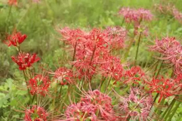 原発避難のヒガンバナ、古里に　戦時中に持ち込み、望郷募らせ