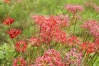 原発避難のヒガンバナ、古里に　戦時中に持ち込み、望郷募らせ