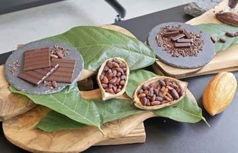 三重県産カカオでチョコ作り挑戦　価格高騰解消に期待、販売へ