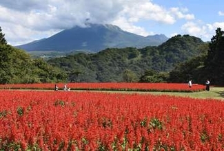 赤いサルビア、大山と共演　10万株が見頃、鳥取