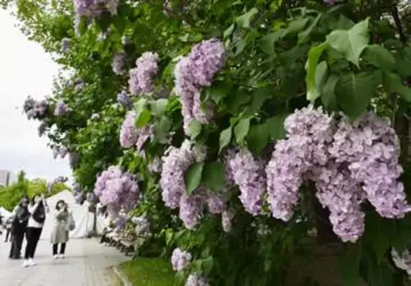 さっぽろライラックまつり開幕　花々が告げる初夏の訪れ