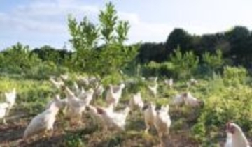 放棄地は「もったいない」　和牛放牧に活用、循環型も