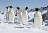 「ペンギン、脅かされる生育環境　南極条約会議で保護議論、広島市」の画像1