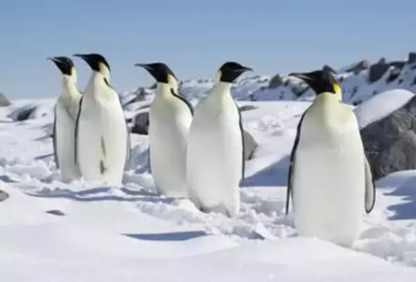 ペンギン、脅かされる生育環境　南極条約会議で保護議論、広島市
