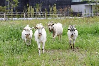 キャンパス除草にヤギ活躍　千葉大に4匹、癒やしも