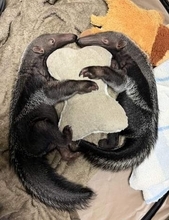 オオアリクイの双子誕生、国内初　よこはま動物園ズーラシア