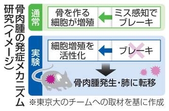 骨肉腫、増殖制御破綻が原因か　若者に発症、老化研究がヒント